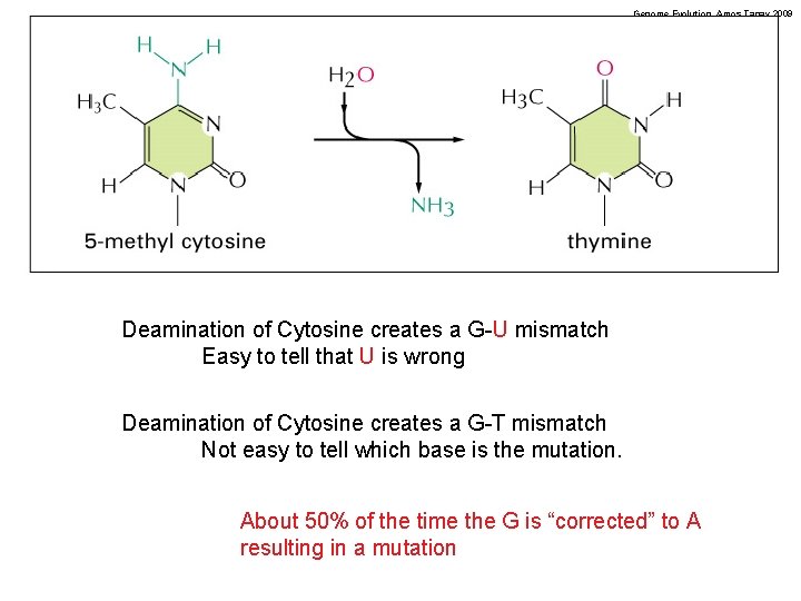 Genome Evolution. Amos Tanay 2009 Deamination of Cytosine creates a G-U mismatch Easy to