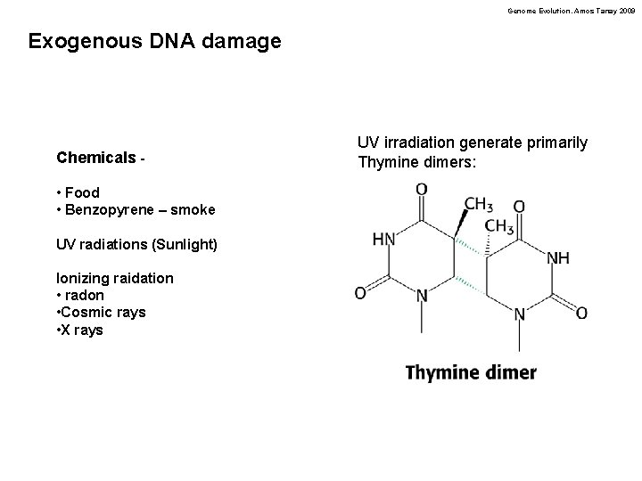 Genome Evolution. Amos Tanay 2009 Exogenous DNA damage Chemicals • Food • Benzopyrene –