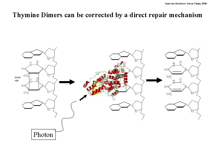 Genome Evolution. Amos Tanay 2009 Thymine Dimers can be corrected by a direct repair