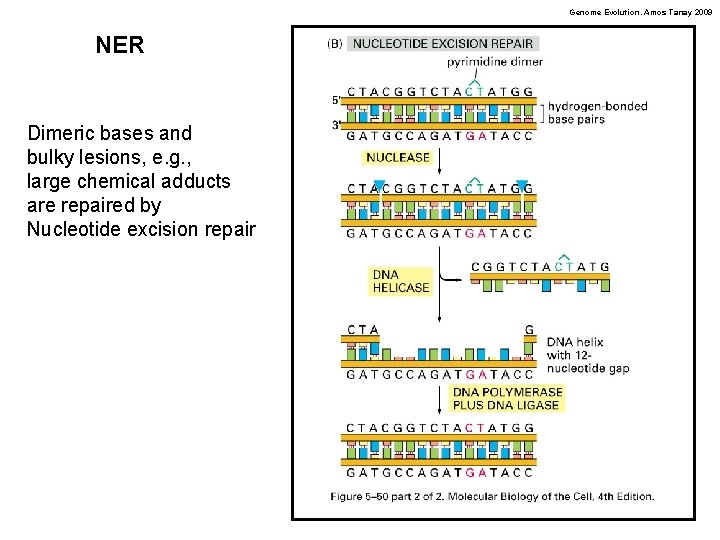 Genome Evolution. Amos Tanay 2009 NER Dimeric bases and bulky lesions, e. g. ,