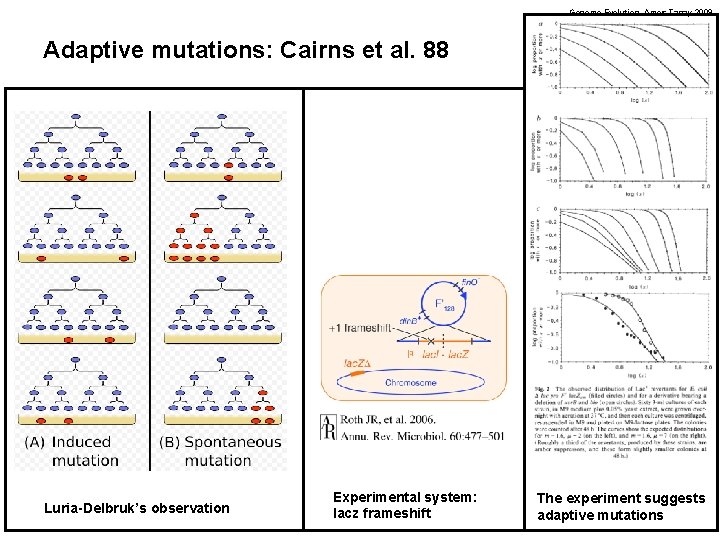 Genome Evolution. Amos Tanay 2009 Adaptive mutations: Cairns et al. 88 Luria-Delbruk’s observation Experimental