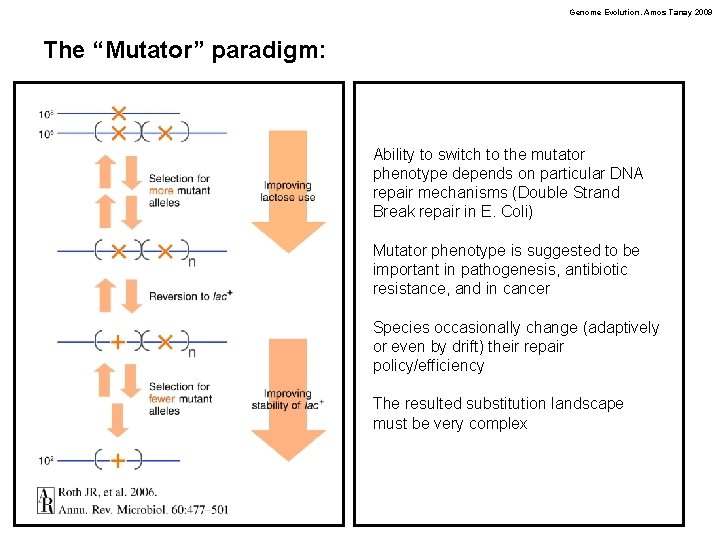 Genome Evolution. Amos Tanay 2009 The “Mutator” paradigm: Ability to switch to the mutator