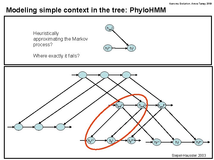 Genome Evolution. Amos Tanay 2009 Modeling simple context in the tree: Phylo. HMM hpaij