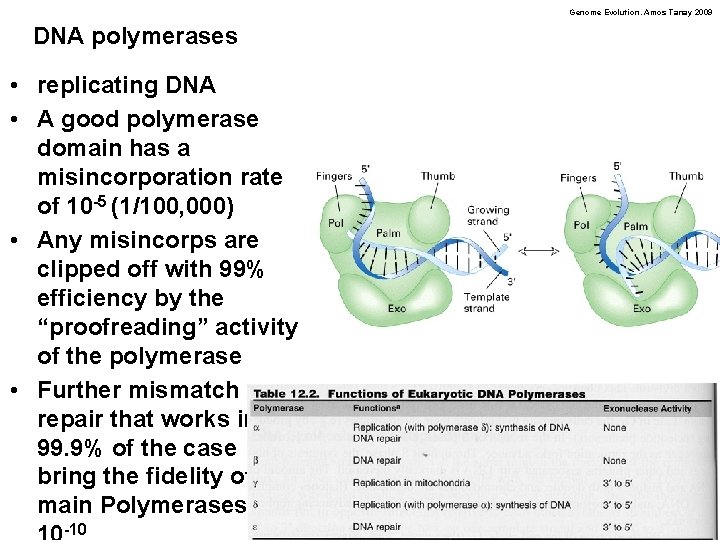 Genome Evolution. Amos Tanay 2009 DNA polymerases • replicating DNA • A good polymerase