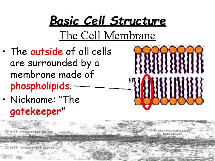Basic Cell Structure The Cell Membrane • The outside of all cells are surrounded