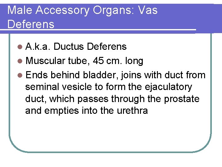 Male Accessory Organs: Vas Deferens l A. k. a. Ductus Deferens l Muscular tube,