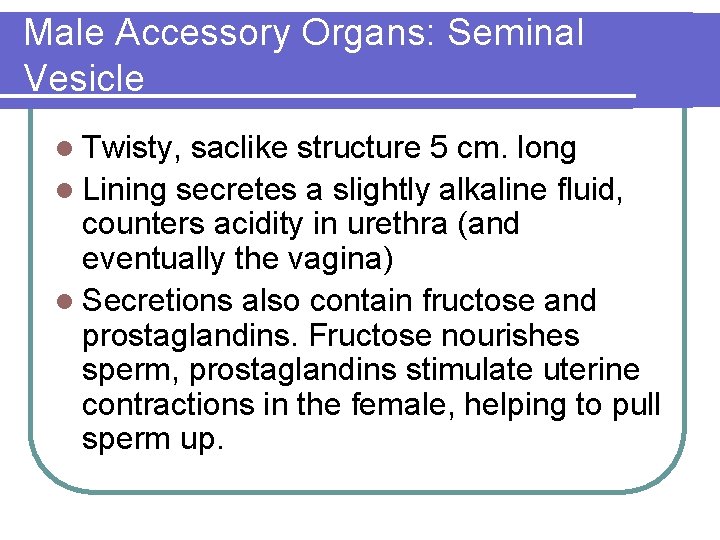 Male Accessory Organs: Seminal Vesicle l Twisty, saclike structure 5 cm. long l Lining