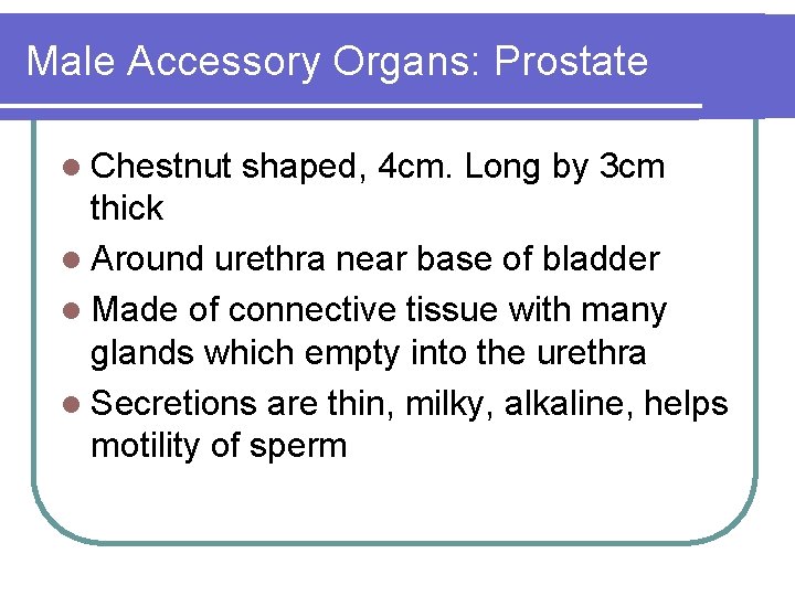 Male Accessory Organs: Prostate l Chestnut shaped, 4 cm. Long by 3 cm thick