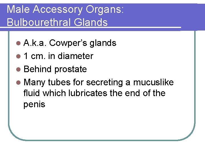 Male Accessory Organs: Bulbourethral Glands l A. k. a. Cowper’s glands l 1 cm.