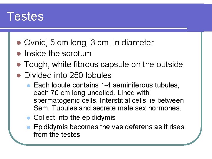 Testes Ovoid, 5 cm long, 3 cm. in diameter l Inside the scrotum l
