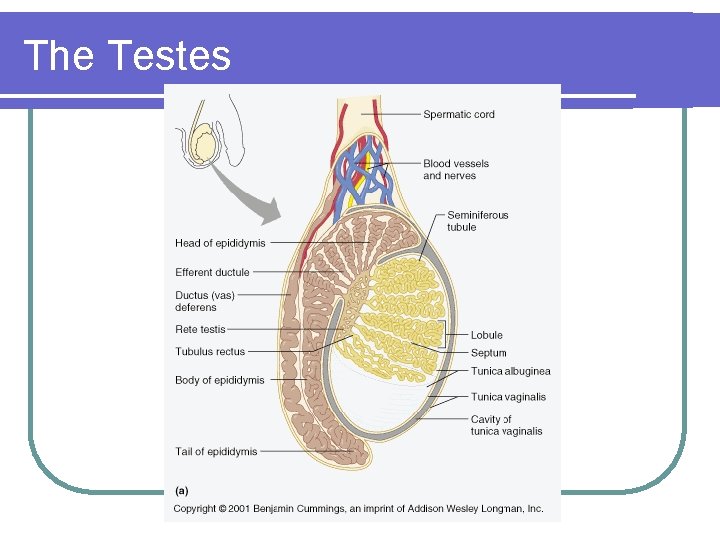 The Testes 