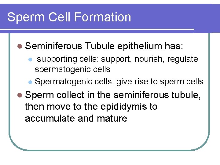 Sperm Cell Formation l Seminiferous Tubule epithelium has: supporting cells: support, nourish, regulate spermatogenic