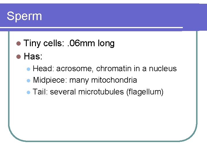 Sperm l Tiny cells: . 06 mm long l Has: Head: acrosome, chromatin in