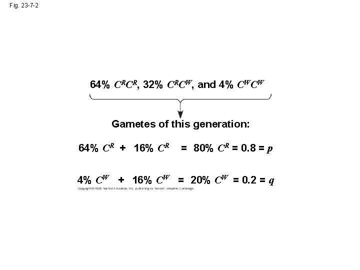 Fig. 23 -7 -2 64% CRCR, 32% CRCW, and 4% CWCW Gametes of this