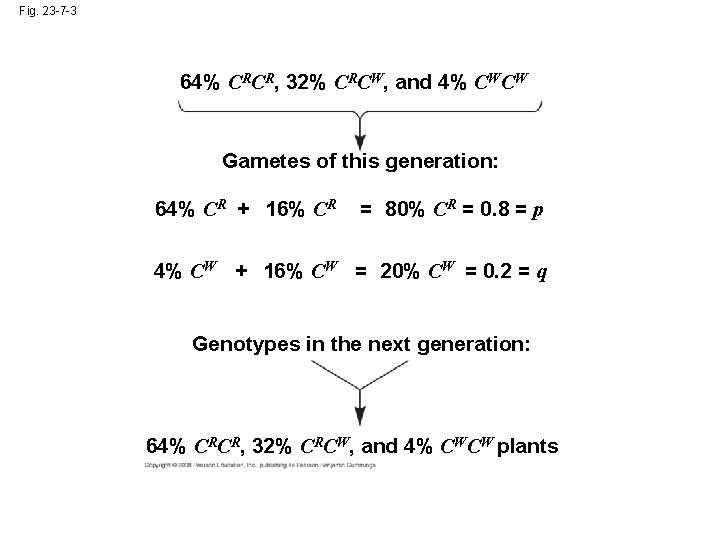 Fig. 23 -7 -3 64% CRCR, 32% CRCW, and 4% CWCW Gametes of this