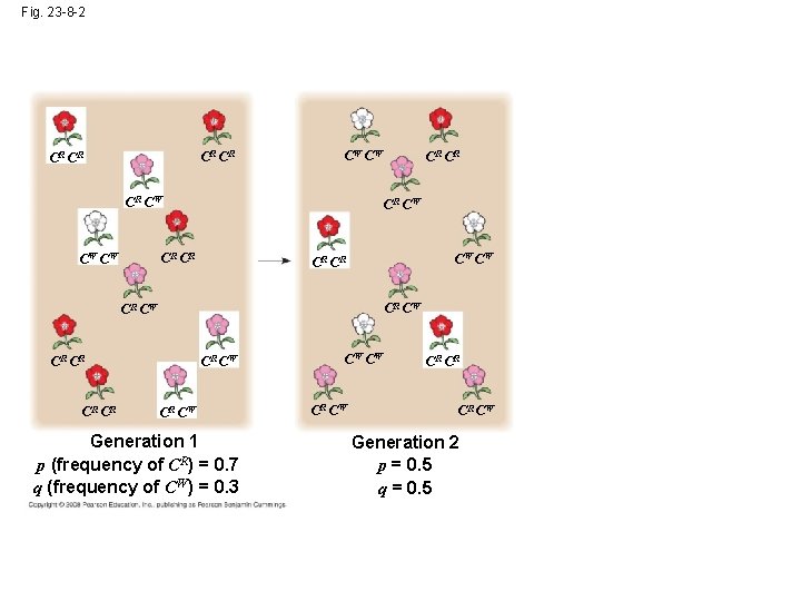 Fig. 23 -8 -2 CR CR CW CW CR CR CW CW CR CR