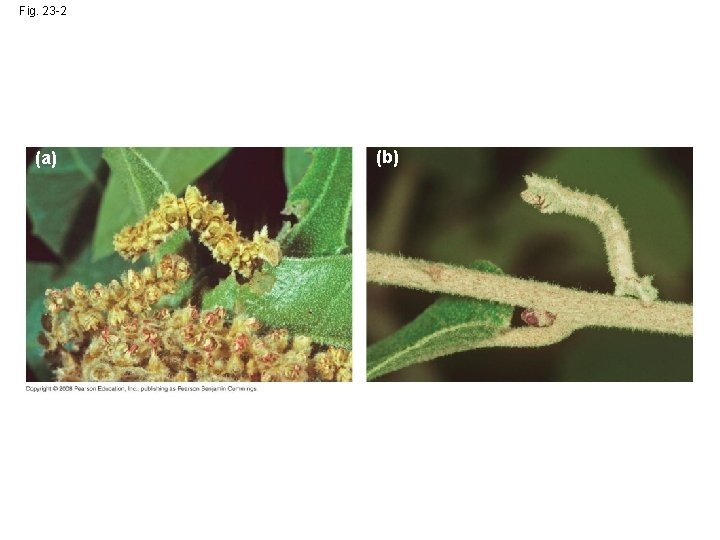 Fig. 23 -2 (a) (b) 