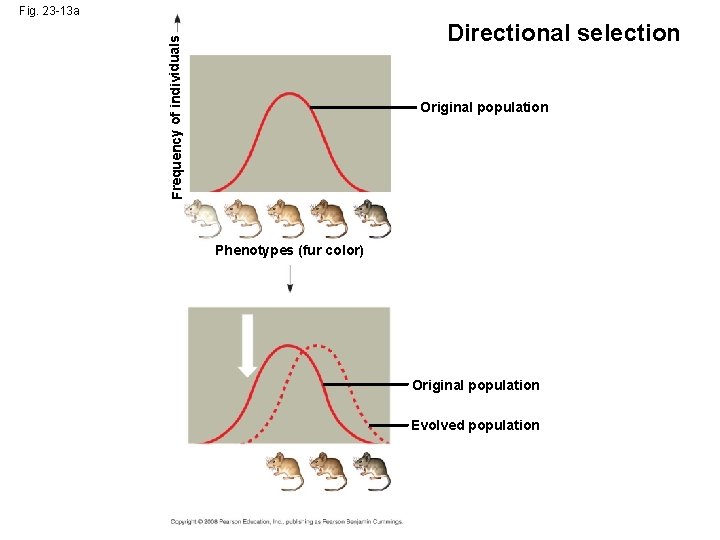 Fig. 23 -13 a Frequency of individuals Directional selection Original population Phenotypes (fur color)