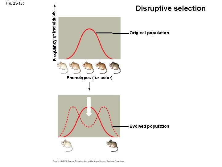 Fig. 23 -13 b Frequency of individuals Disruptive selection Original population Phenotypes (fur color)