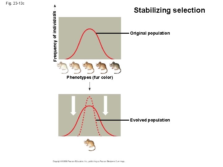 Fig. 23 -13 c Frequency of individuals Stabilizing selection Original population Phenotypes (fur color)