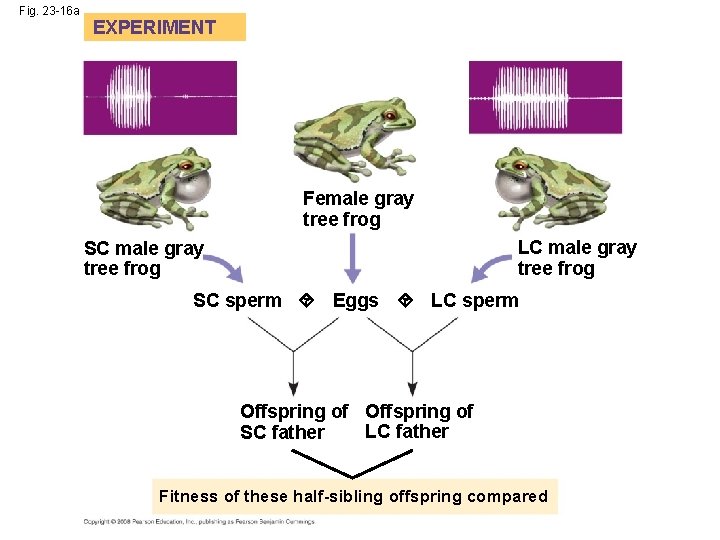 Fig. 23 -16 a EXPERIMENT Female gray tree frog LC male gray tree frog