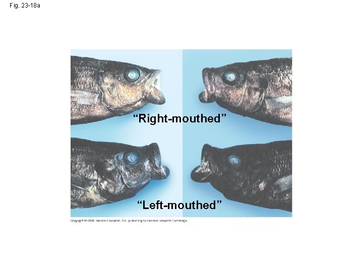 Fig. 23 -18 a “Right-mouthed” “Left-mouthed” 