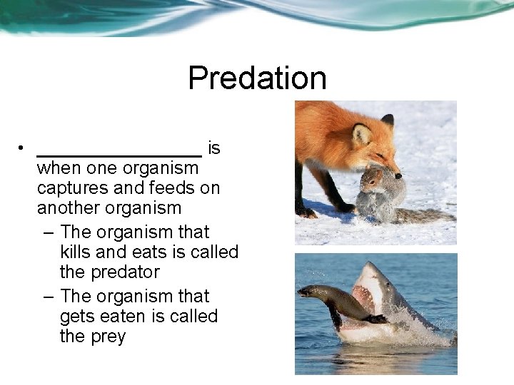 Predation • ________ is when one organism captures and feeds on another organism –