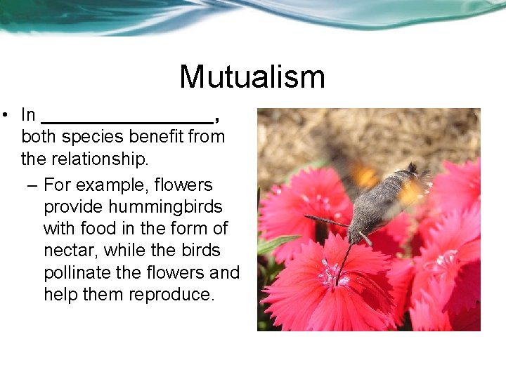 Mutualism • In _________, both species benefit from the relationship. – For example, flowers