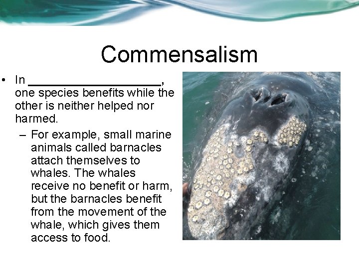 Commensalism • In __________, one species benefits while the other is neither helped nor