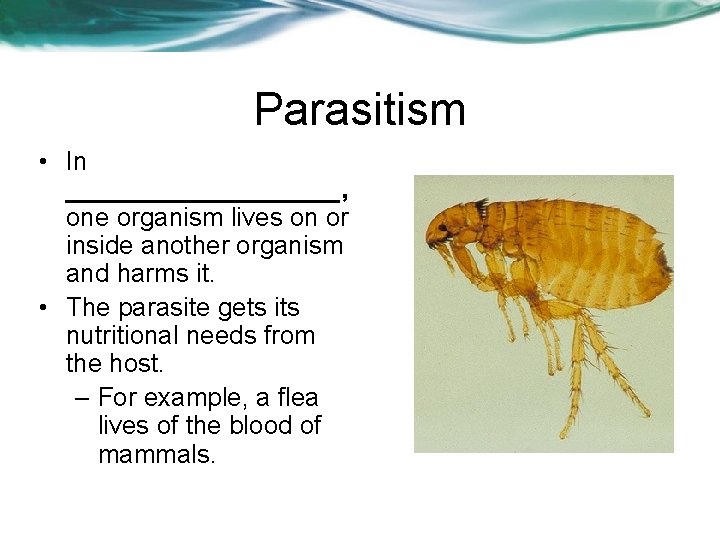 Parasitism • In __________, one organism lives on or inside another organism and harms