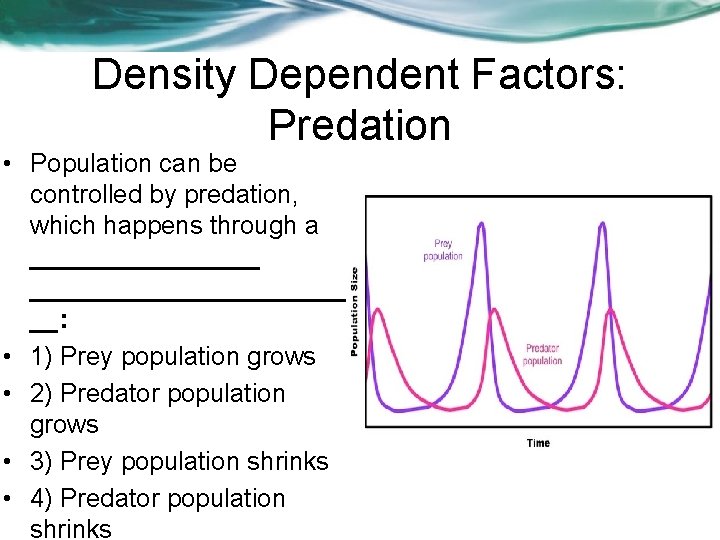 Density Dependent Factors: Predation • Population can be controlled by predation, which happens through