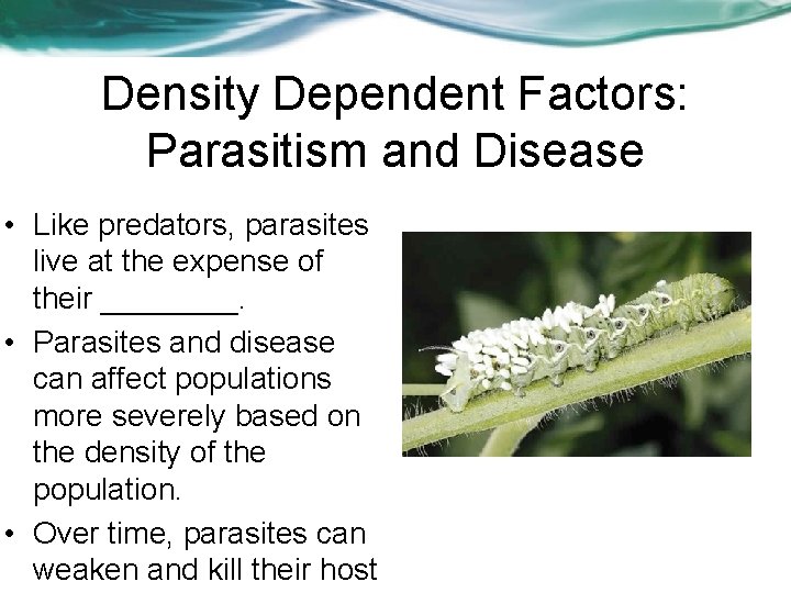 Density Dependent Factors: Parasitism and Disease • Like predators, parasites live at the expense