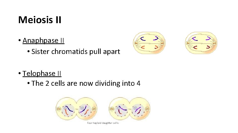 Meiosis II • Anaphpase II • Sister chromatids pull apart • Telophase II •