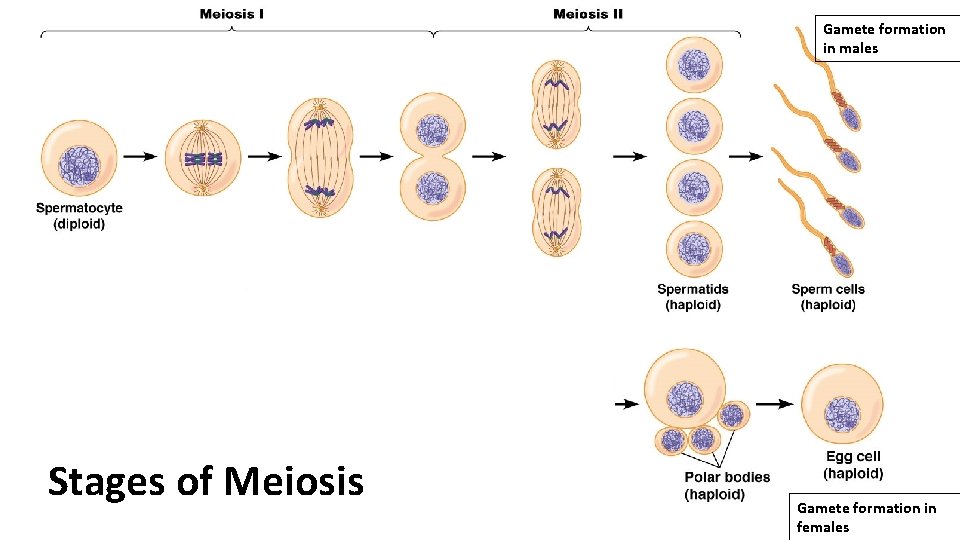 Gamete formation in males Stages of Meiosis Gamete formation in females 