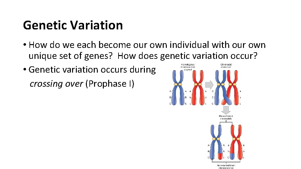 Genetic Variation • How do we each become our own individual with our own