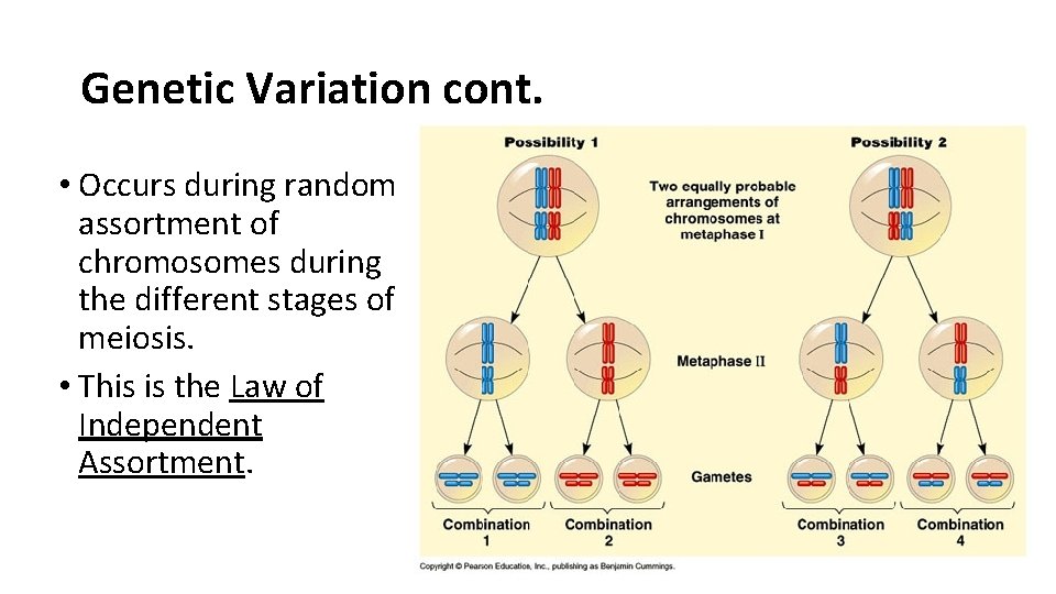 Genetic Variation cont. • Occurs during random assortment of chromosomes during the different stages