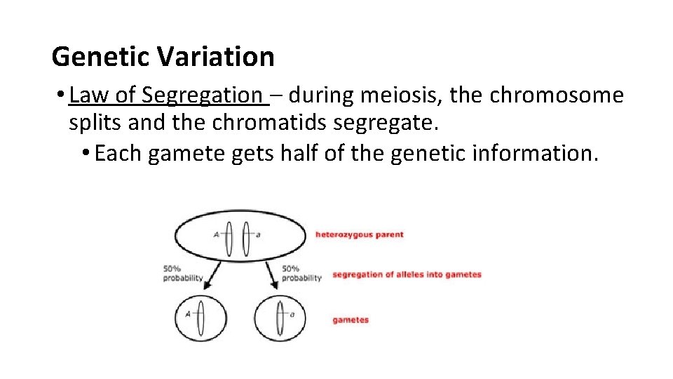 Genetic Variation • Law of Segregation – during meiosis, the chromosome splits and the