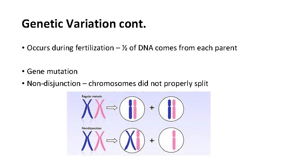 Genetic Variation cont. • Occurs during fertilization – ½ of DNA comes from each