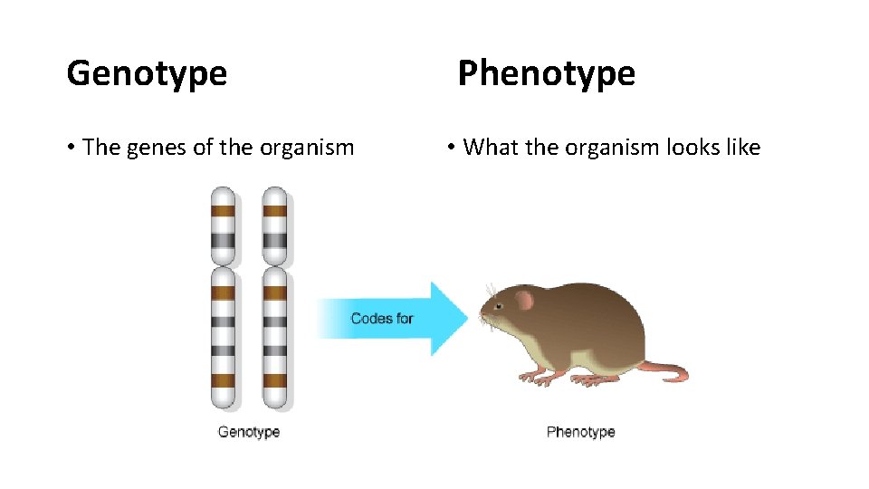 Genotype • The genes of the organism Phenotype • What the organism looks like