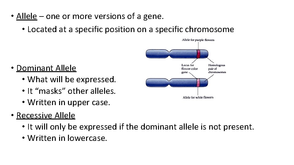  • Allele – one or more versions of a gene. • Located at