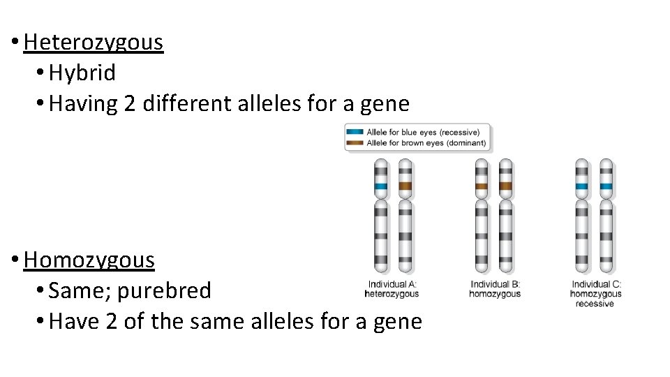  • Heterozygous • Hybrid • Having 2 different alleles for a gene •