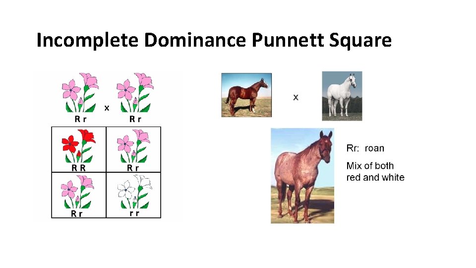 Incomplete Dominance Punnett Square 