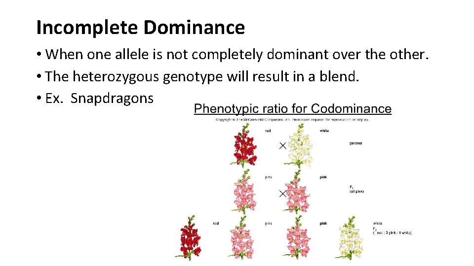 Incomplete Dominance • When one allele is not completely dominant over the other. •