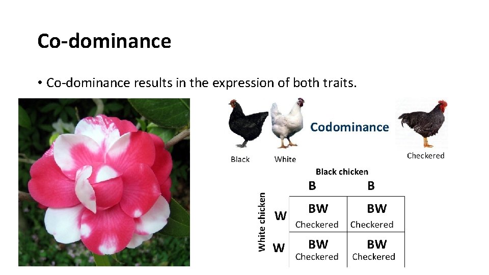 Co-dominance • Co-dominance results in the expression of both traits. 
