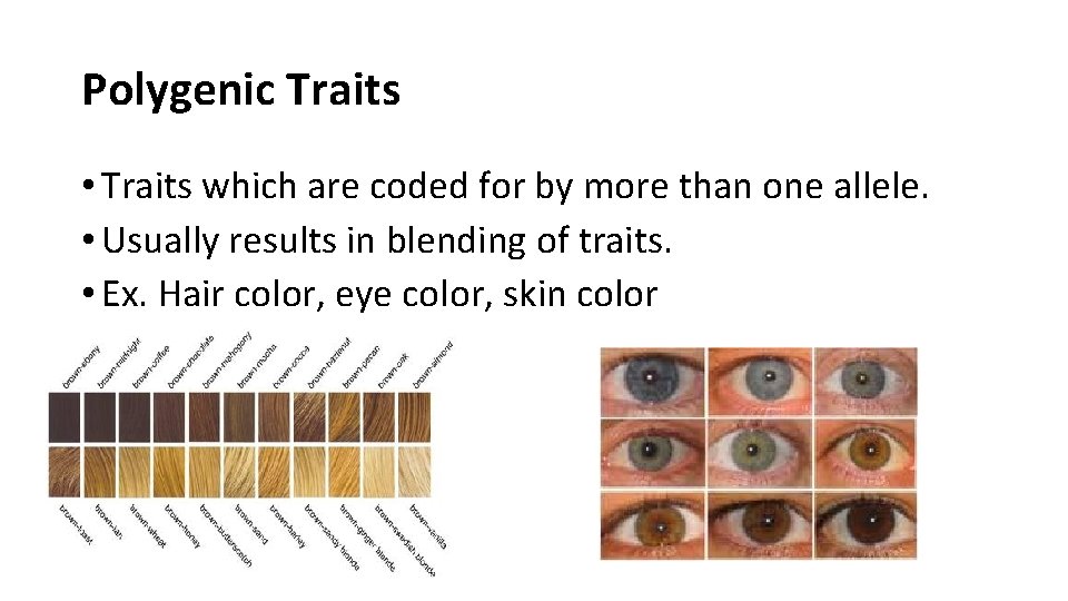 Polygenic Traits • Traits which are coded for by more than one allele. •