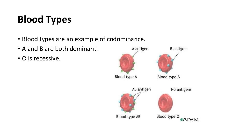 Blood Types • Blood types are an example of codominance. • A and B