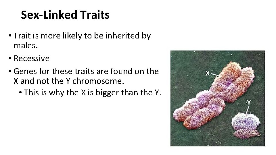 Sex-Linked Traits • Trait is more likely to be inherited by males. • Recessive