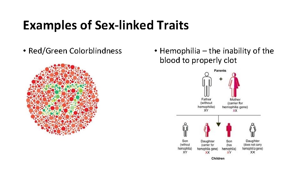 Examples of Sex-linked Traits • Red/Green Colorblindness • Hemophilia – the inability of the