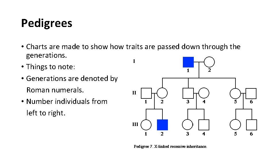 Pedigrees • Charts are made to show traits are passed down through the generations.