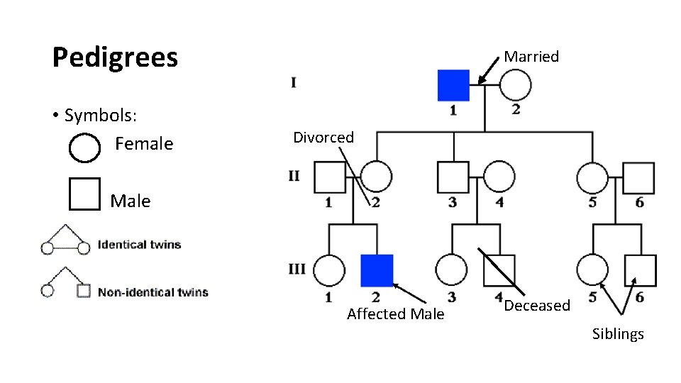 Pedigrees • Symbols: Female Married Divorced Male Affected Male Deceased Siblings 